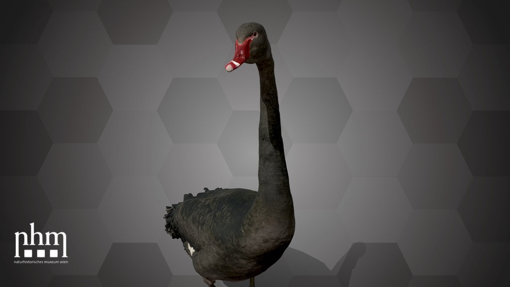 Black Swan (NHMW-ZOO-VS-63420)