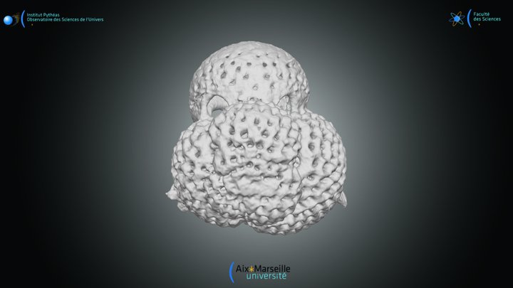 Foraminifera - Globigerinoides ruber 3D Model