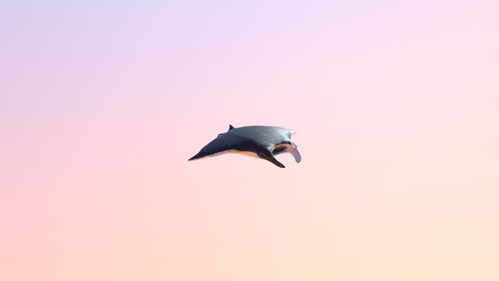 Manta Ray W Text 3D Model