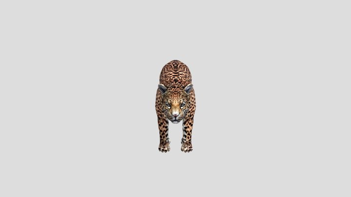 Jaguar 3D Model