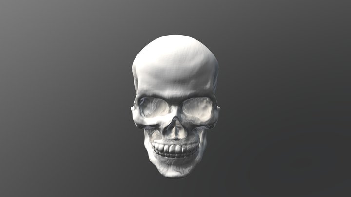 Study Skull 3D Model