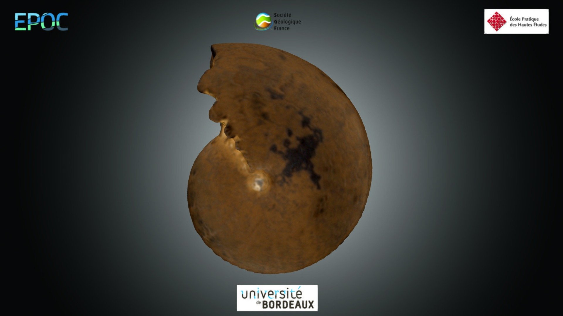 Ammonite - Phylloceras sp.