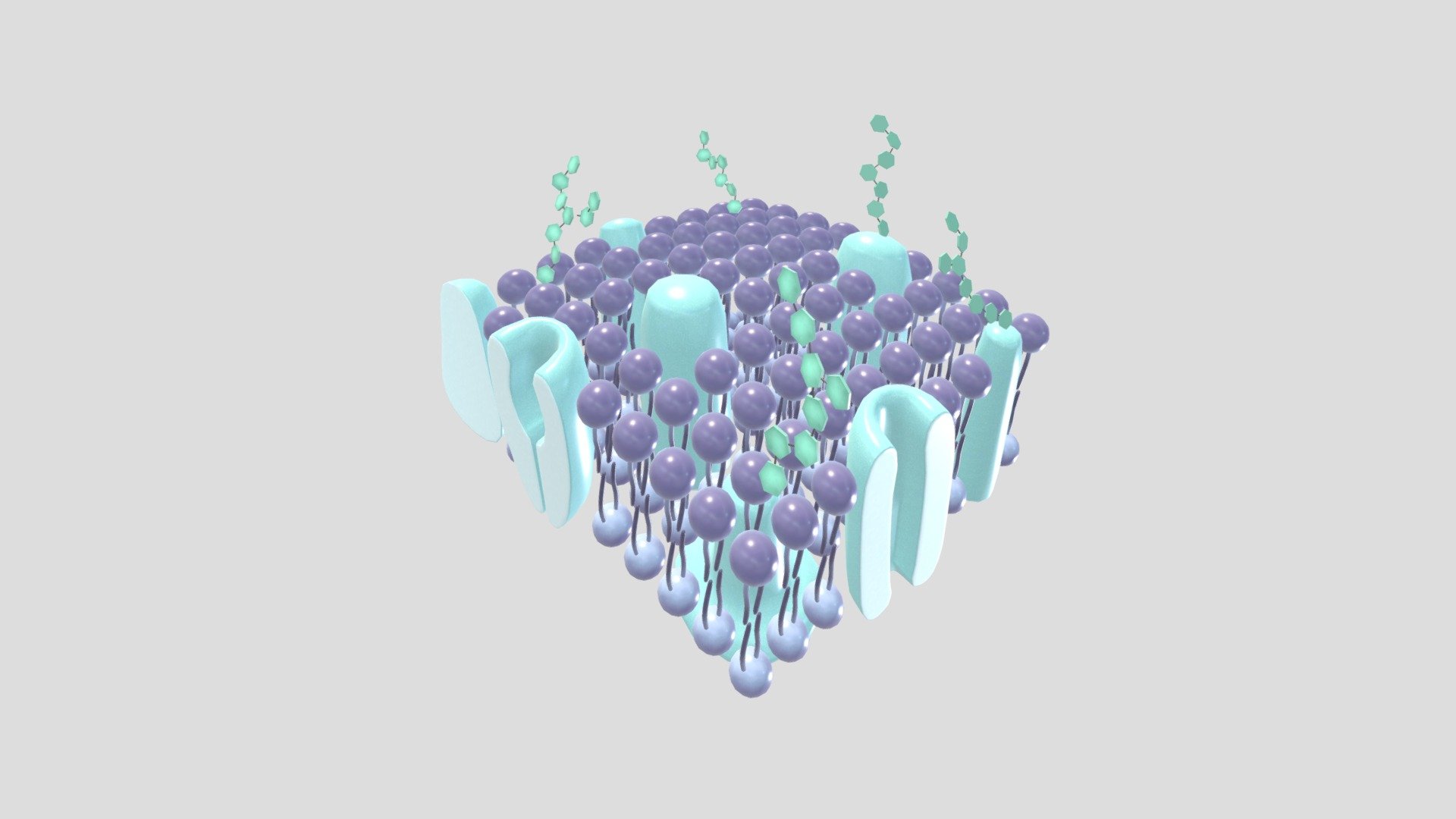 细胞膜—紫