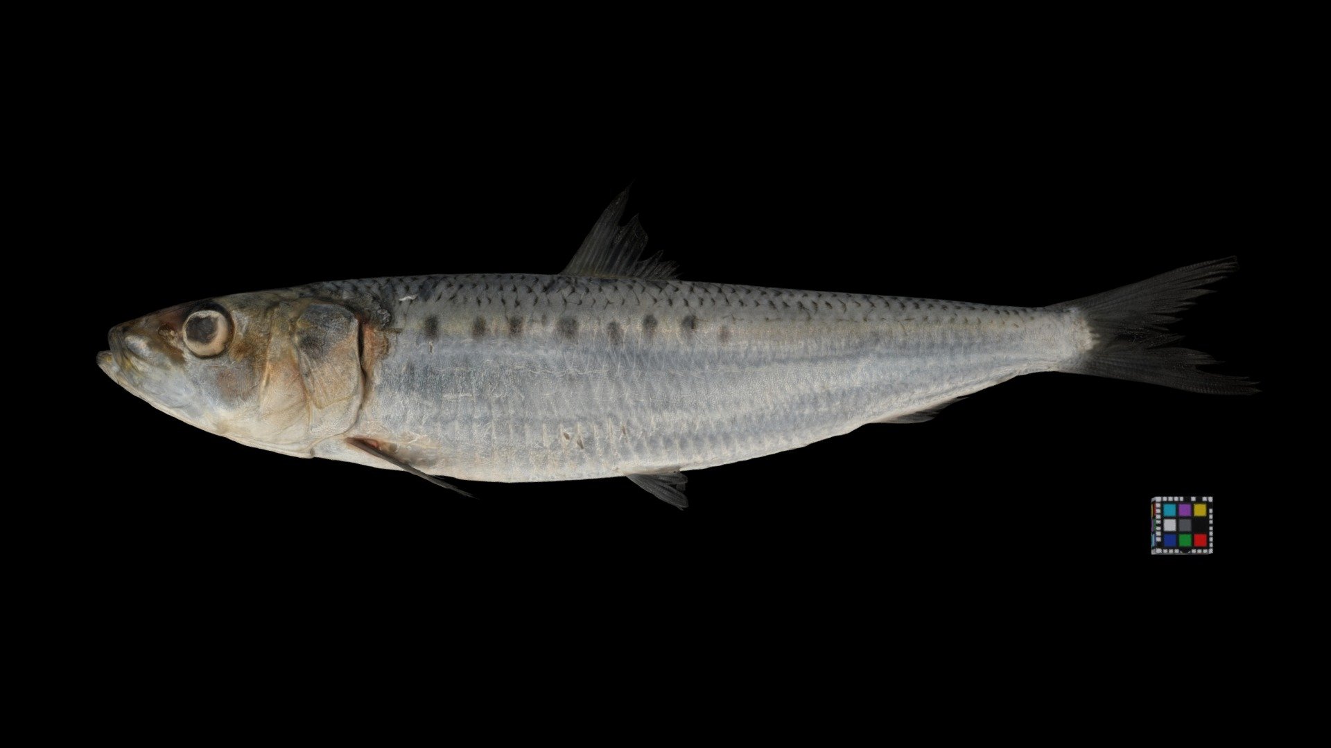 マイワシ Spotline Sardine, Sardinops melanostictus