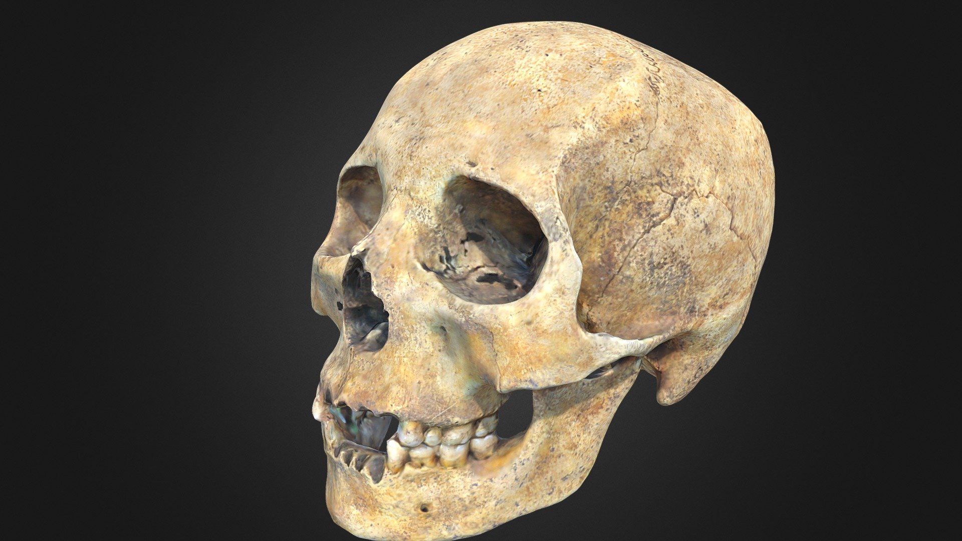 Skull 10 (version 1)