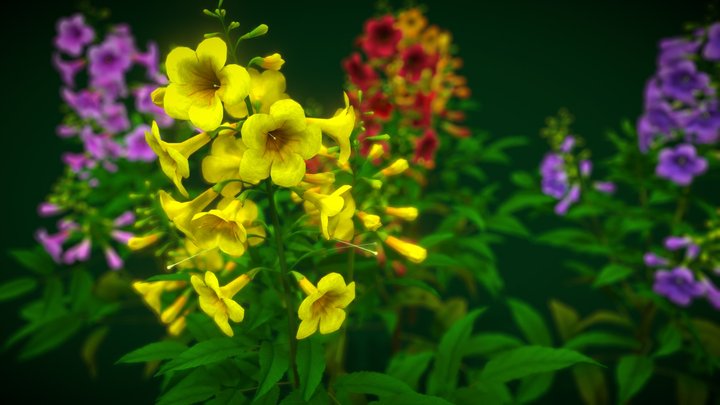 Flower Bahamas 3D Model