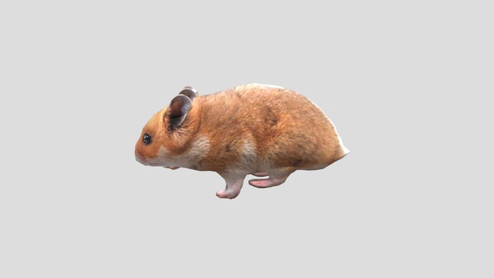 Mouse 3D Model