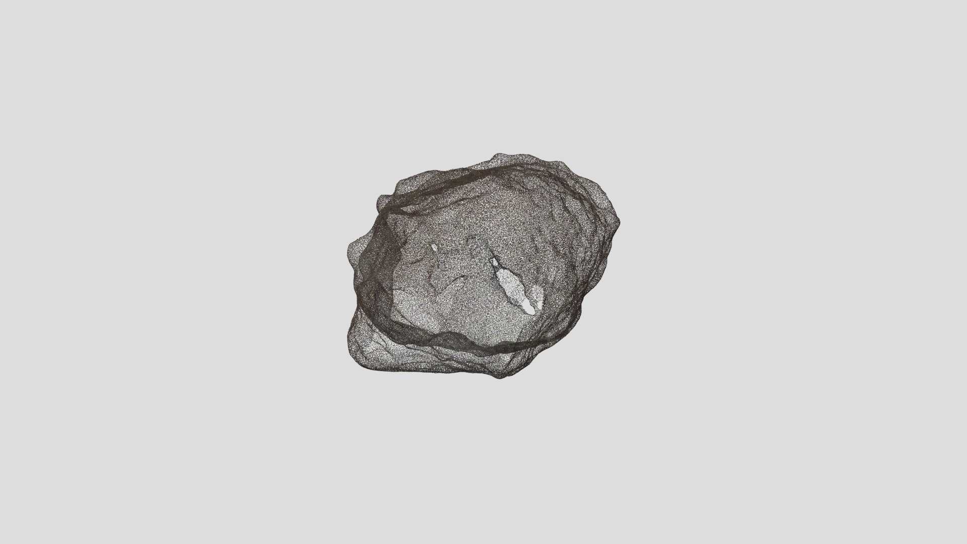 Foraminifera