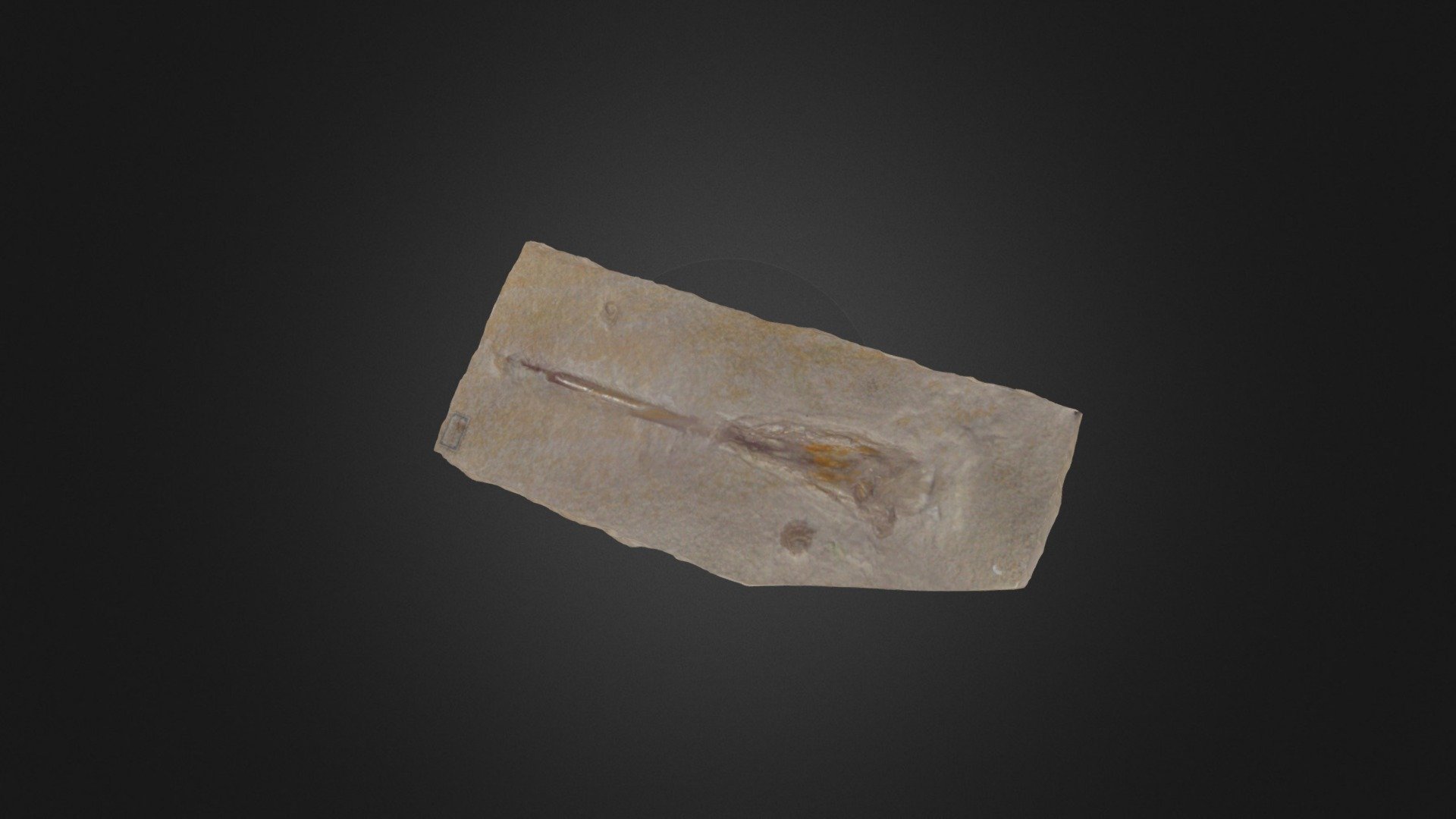 Hibolites hastatus — Sketchfab embed 3D viewer