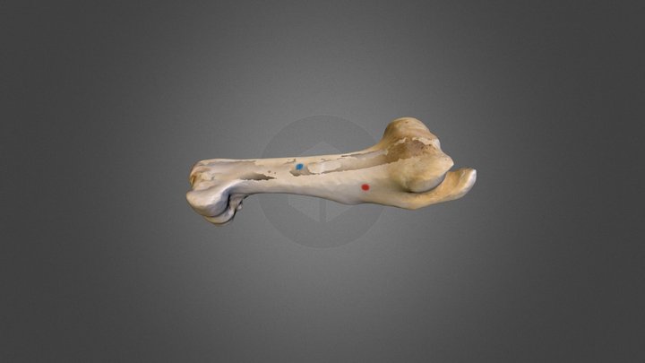 Humerus V2 3D Model