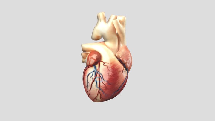 Jantung 3D 3D Model