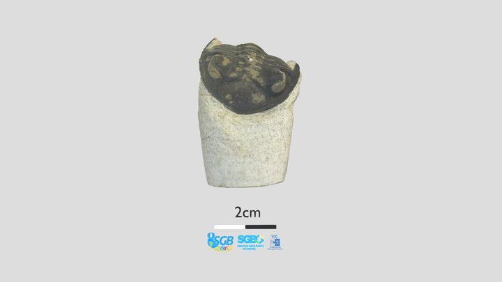 Trilobita 3D Model