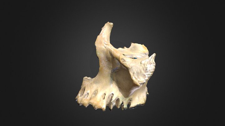 Maxilla / Maxilar 3D Model