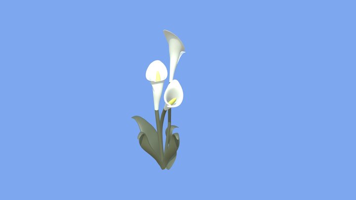 CALLA LILY 3D Model