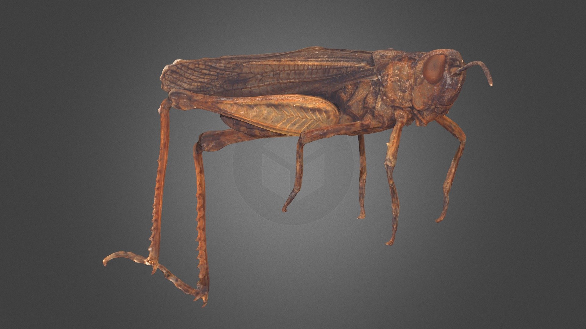 Chorthippus biguttulus