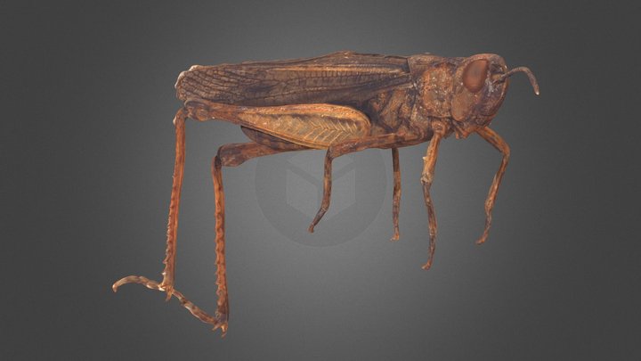 Chorthippus biguttulus – Free 3D Model STL