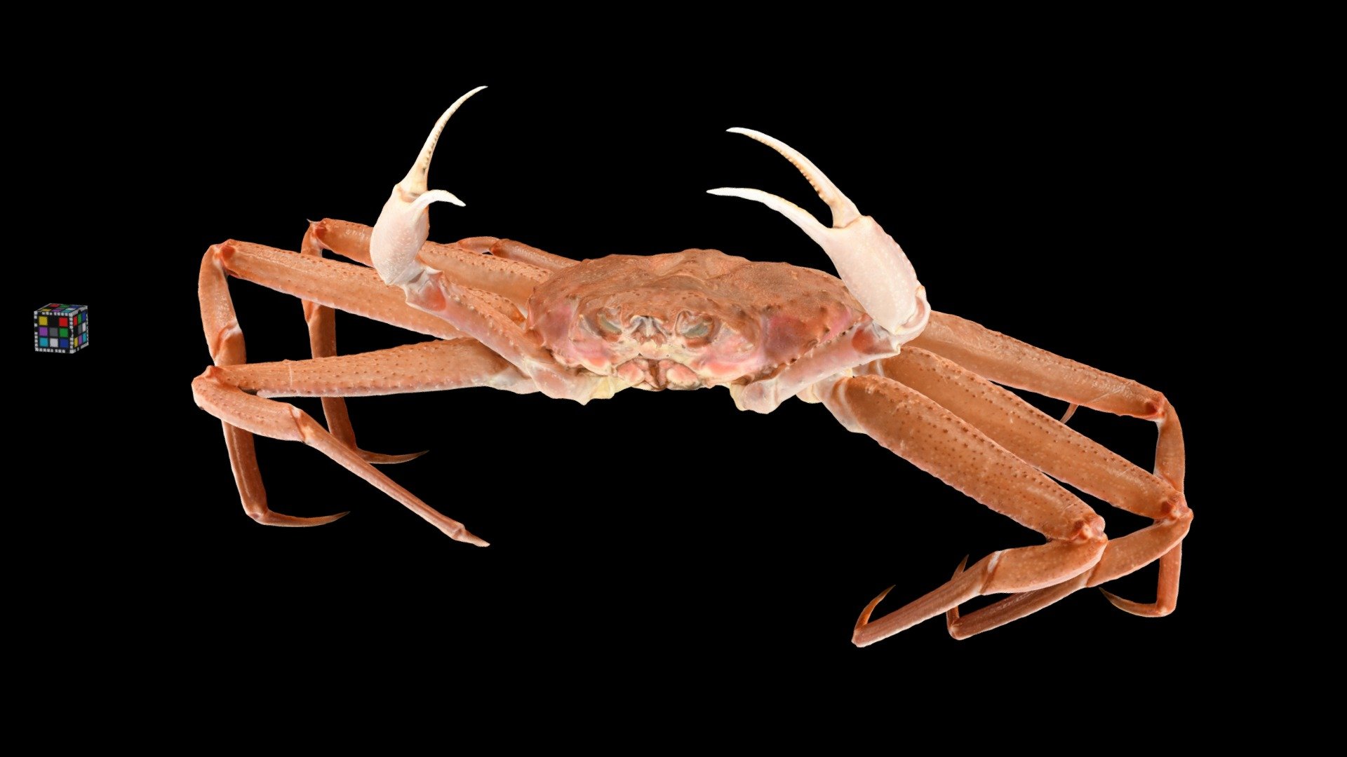 えびとカニ エビ・カニセットの通販・お取り寄せなら|北海道 旬の幸