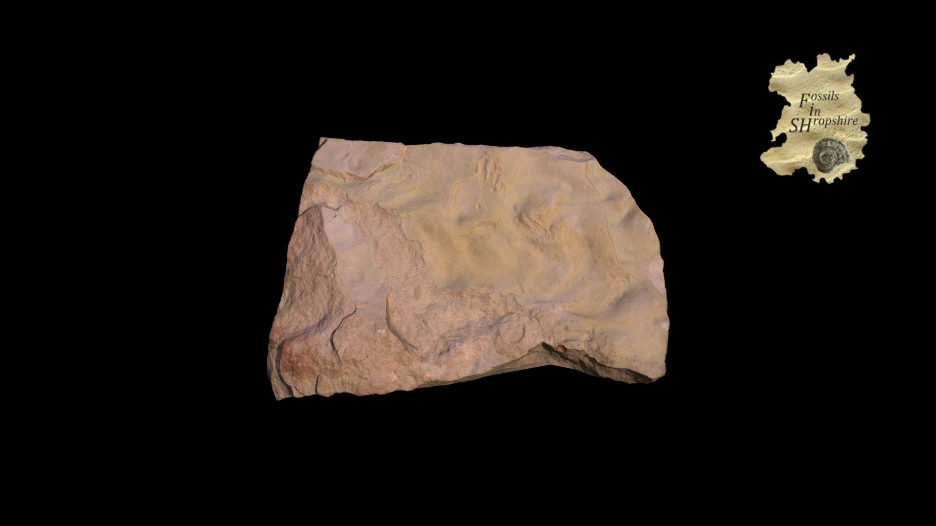 Reptile - Footprints