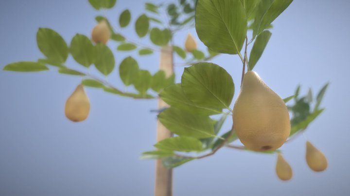 Small Pear Tree Summer 2 Meter 3D Model