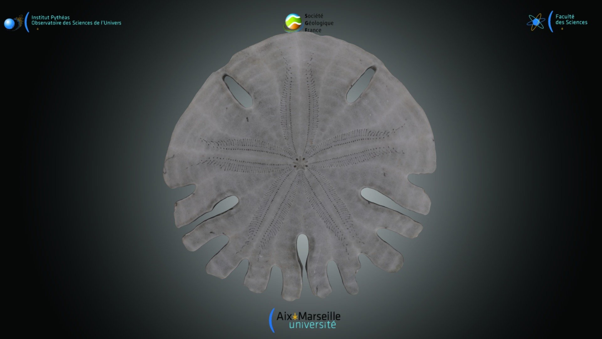 Echinide - Rotula sp.
