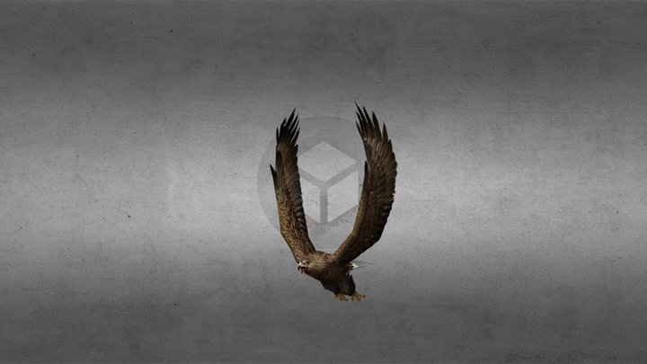 Eagle 3D Model