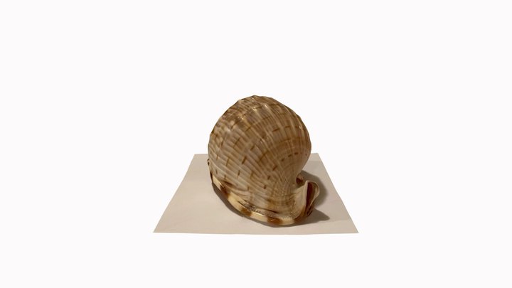 SeaShell - scaniverse 3D Model