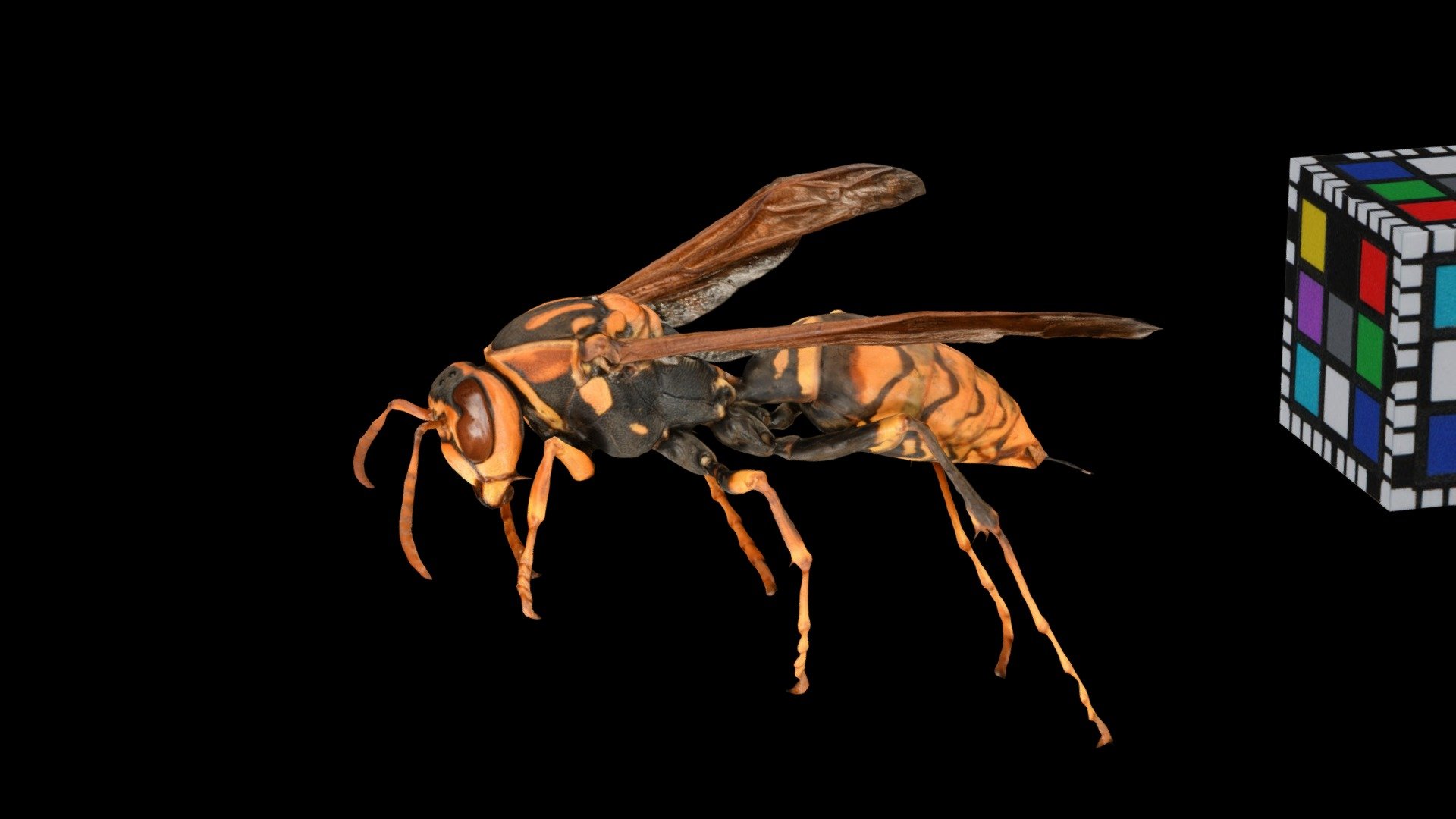 キアシナガバチ Paper Wasp, Polistes rothneyi - Download Free 3D
