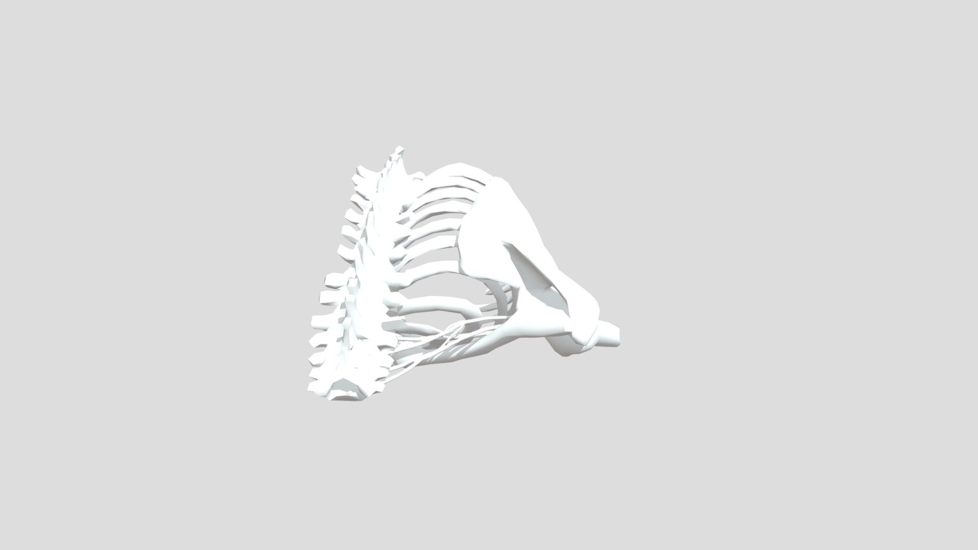 Brachial Plex Merged - 3D model by sdavis62 [c659032] - Sketchfab