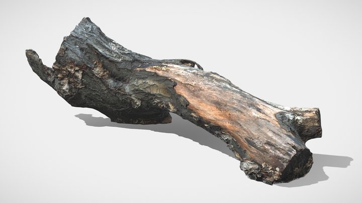 Mossy old tree log 3D Model
