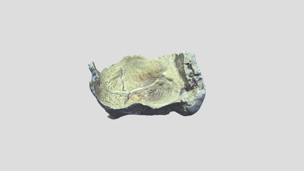 Manatee Cranium