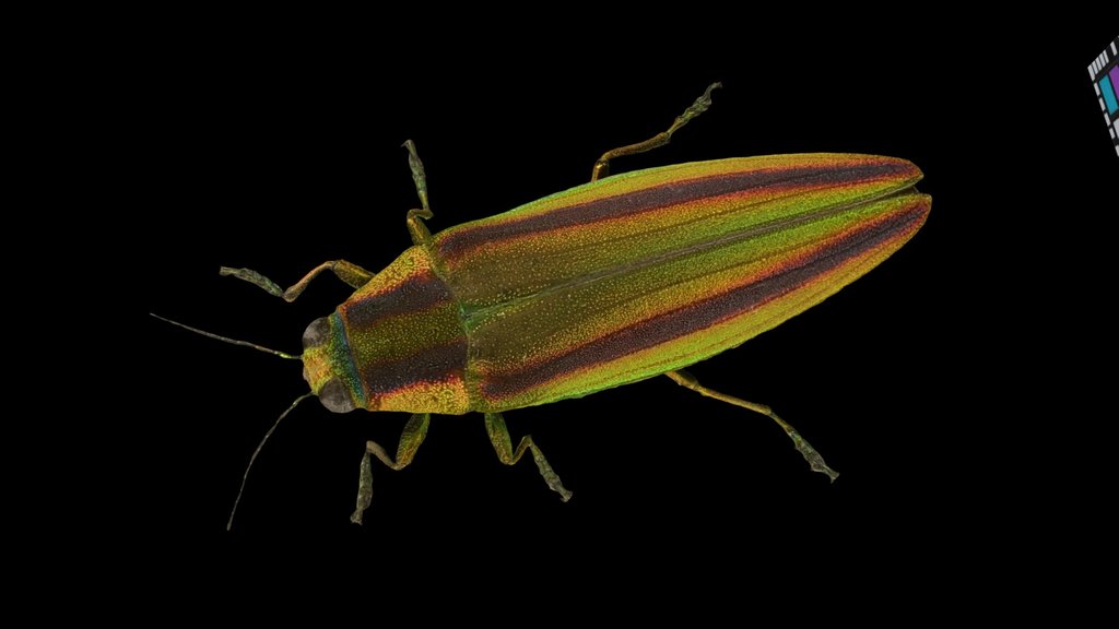 CC0 タマムシ Jewel Beetle, Chrysochroa fulgidissima