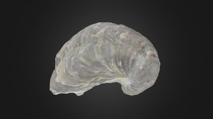 Bivalve: Gryphaea marcoui (PRI 76757) – Modelo 3D gratuito STL