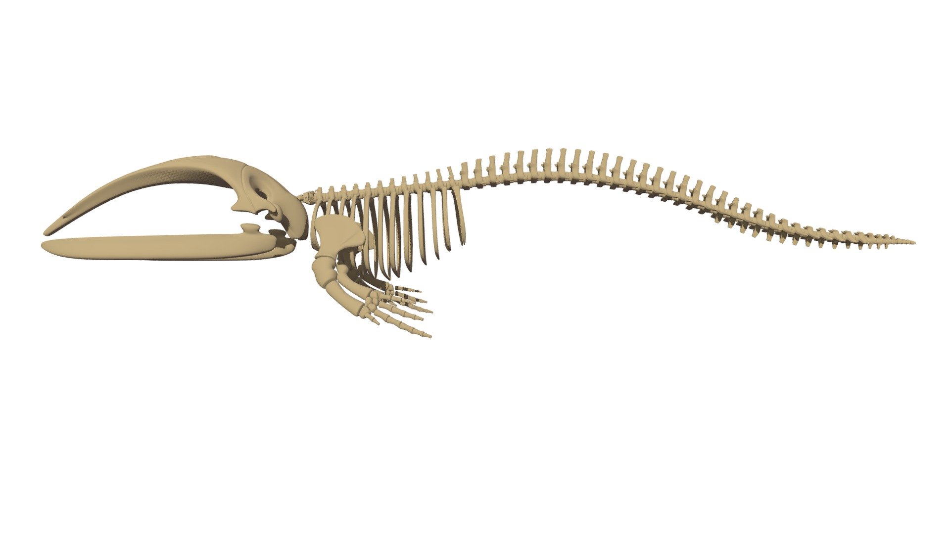 Right Whale Skeleton - Buy Royalty Free 3D model by 3DHorse [c661cdc ...