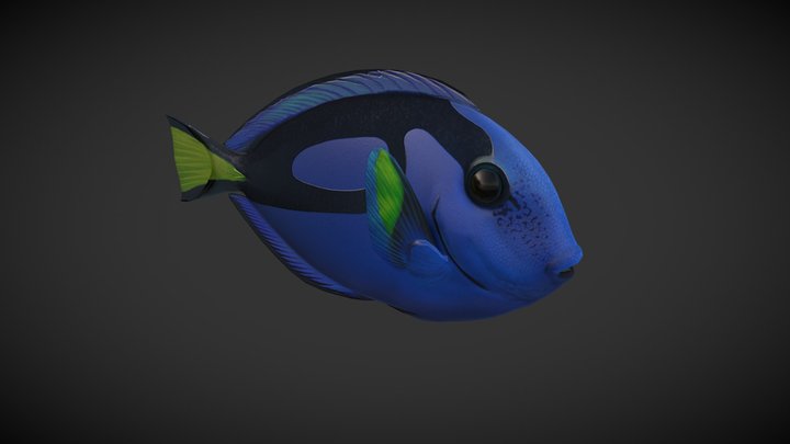 Fish Paracanthurus Hepatus 3D Model