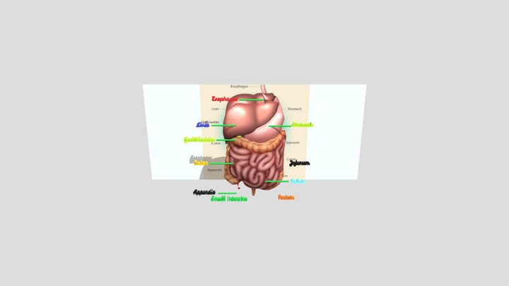 ANATOMY JAYAPURA 3D Model