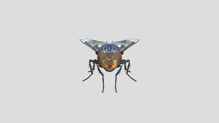 Mosca negra 3D Model