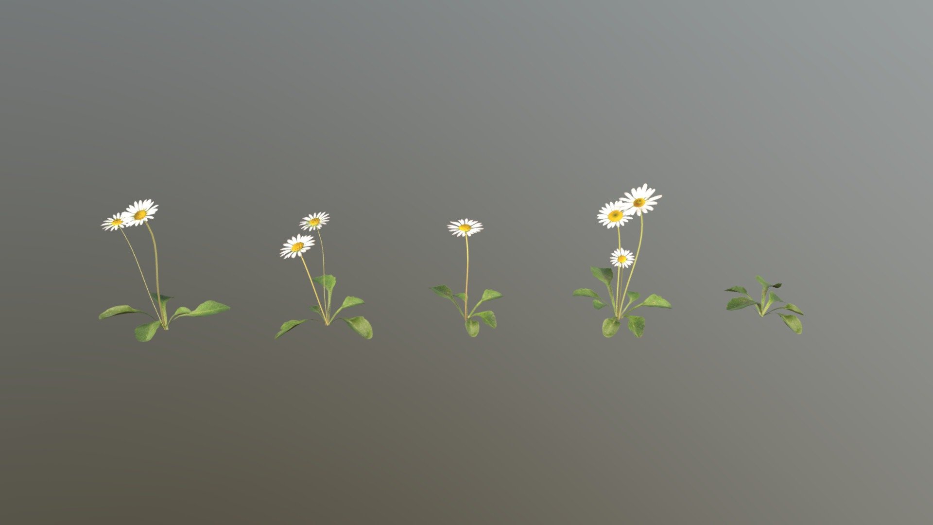 Daisy Pack - Buy Royalty Free 3D model by kambur [c67854b] - Sketchfab ...