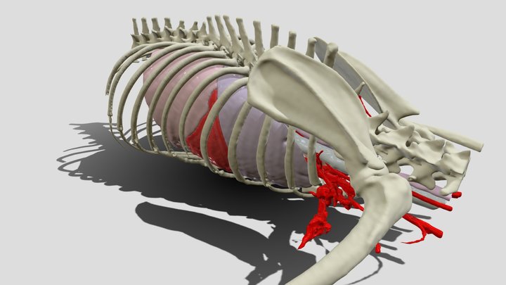 Formación Pulmonar