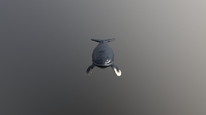 Humpback Whale 3D Model