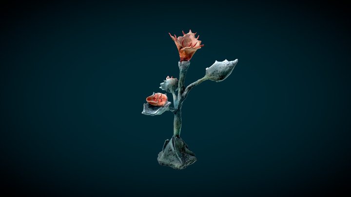 Oneiric Flora - Sangrantina 3D Model