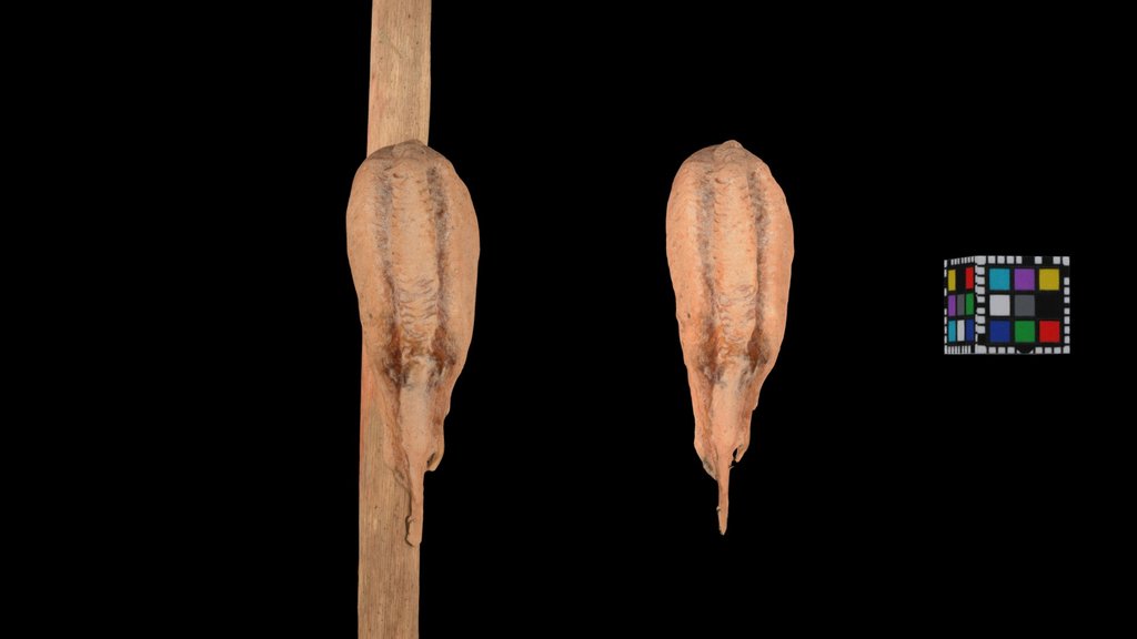 CC0 チョウセンカマキリ卵塊 Korean Mantis, T. angustipenni