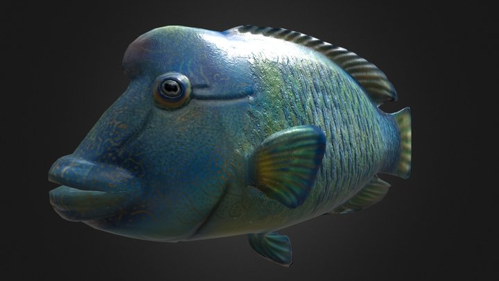 Humphead Wrasse Rigged 3D Model