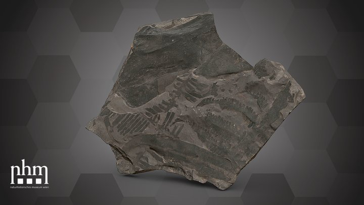 Fossil leaves (NHMW-GEO-2024/0188/11382) – Kostenloses 3D-Modell STL