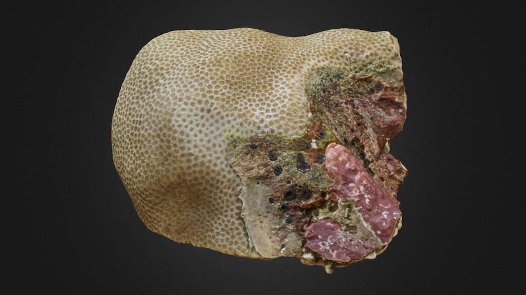 Porites lutea fresh sample