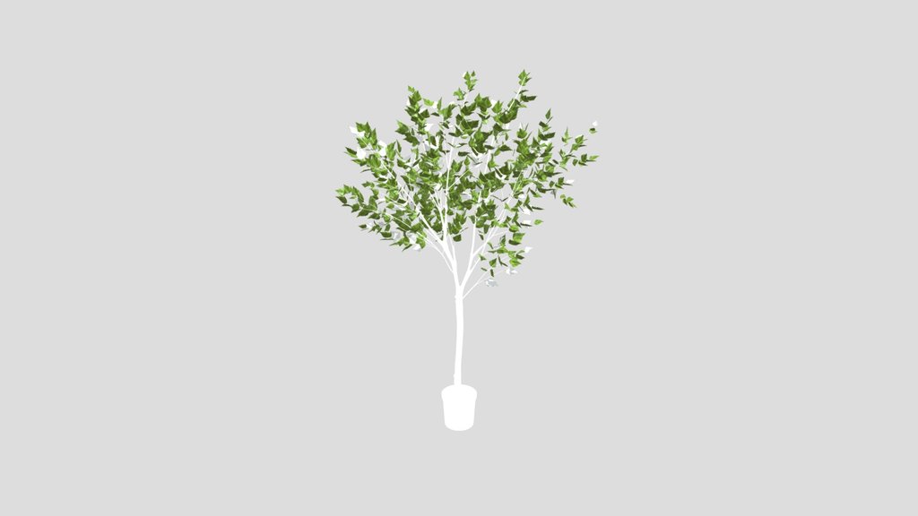 Potted Indoor Leafy Tree