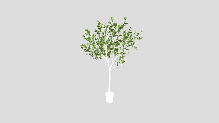 Potted Indoor Leafy Tree