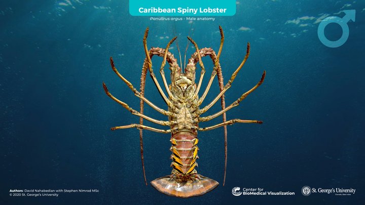 Caribbean Spiny Lobster (Male) 3D Model