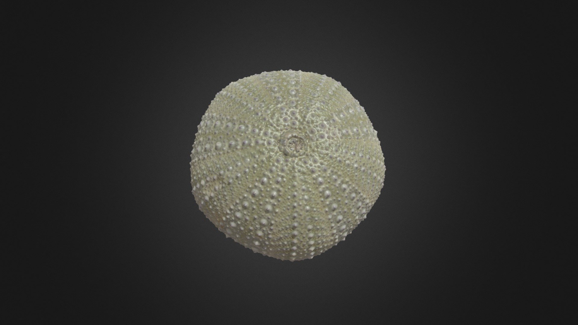 Sea Urchin - Birch Aquarium
