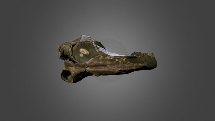 Parapsicephalus purdoni (GSM 3166) 3D Model