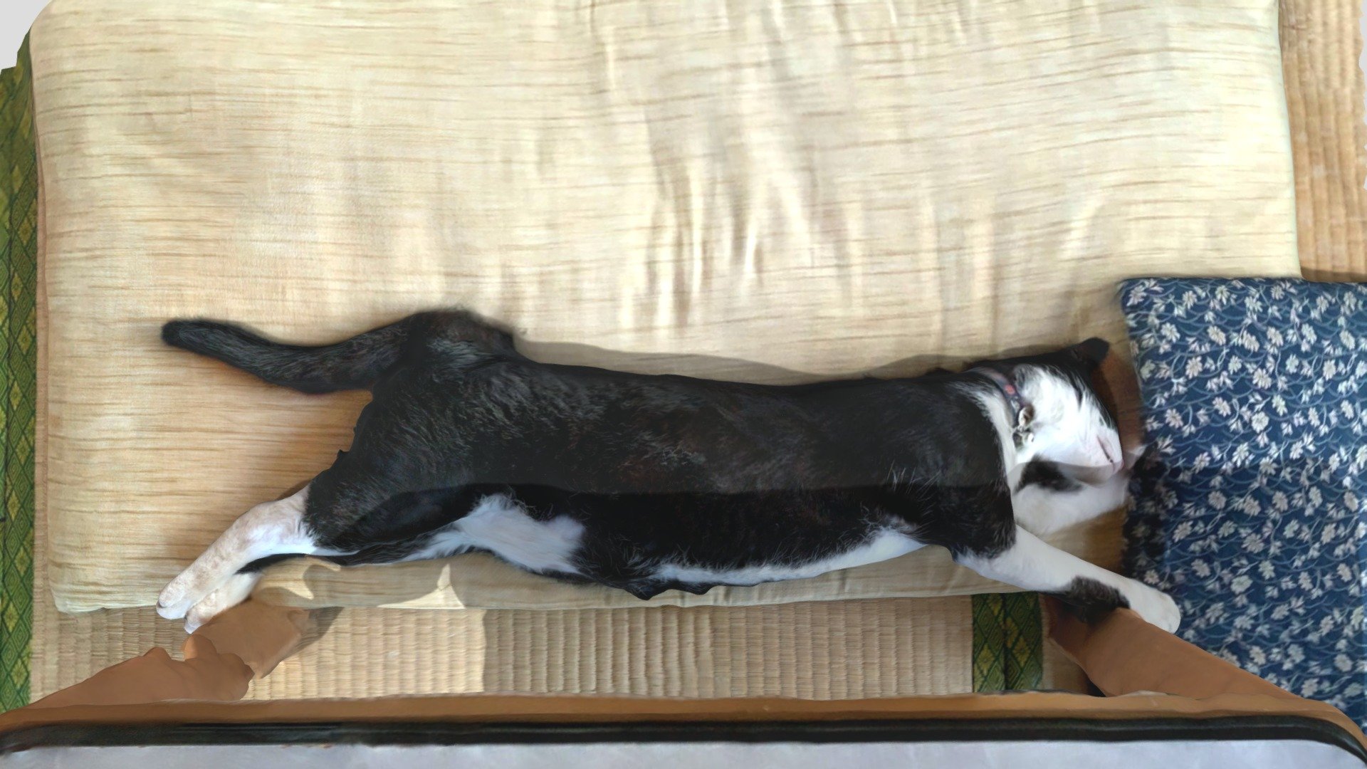 Sleeping stretched cat